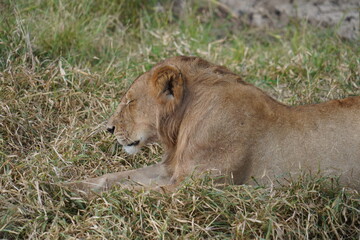 Naklejka premium Serengeti Safari Moment with a Resting Lion
