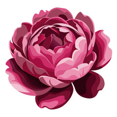 Obraz premium pink rose on white background