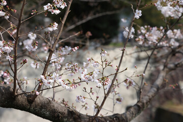 March 24 2025 Cherry Trees in Springtime with Delicate Pink and White Flowers, Japan
