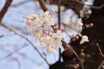 March 24 2025 Cherry Trees in Springtime with Delicate Pink and White Flowers, Japan
