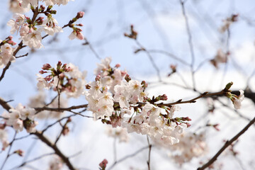 March 24 2025 Cherry Trees in Springtime with Delicate Pink and White Flowers, Japan