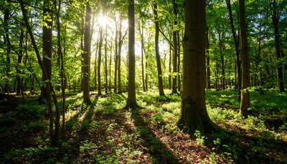 Obraz premium Serene woodland scene showcasing vibrant green trees and sunlight filtering through leaves, creating peaceful atmosphere