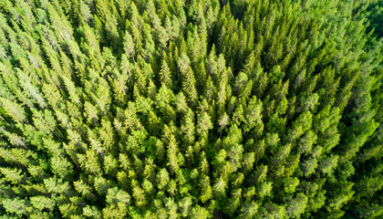 Lush green forest viewed from above, showcasing vibrant canopy of trees bright sunlight, evoking sense of tranquility