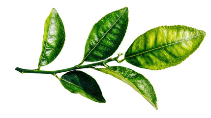 Fresh green leaves on a stem, providing a vibrant touch of nature, white isolate background.