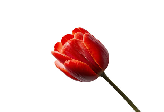 A solitary vibrant red tulip bud glistening with dew drops stands elegantly against a deep black background showcasing its delicate beauty and form
