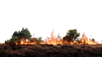 Forest Fire Devastation: A stark image captures a raging forest fire consuming trees and brush, symbolizing the destructive force of nature.
