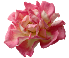 Beautiful pink rose with delicate petals, showcasing blend of soft pink and creamy white hues. intricate layers of flower create stunning visual appeal, evoking feelings of romance and elegance