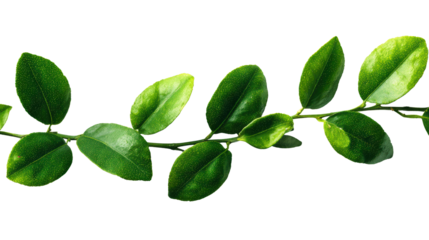 Vibrant green leaf branch on a white isolated background.