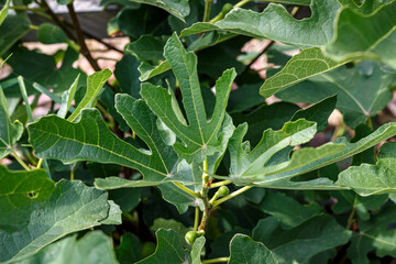 Close-up of green fig leaves with distinct lobed shape, macro shot of plant branch outdoors on a sunny summer day