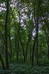 Beautiful trees in the park
