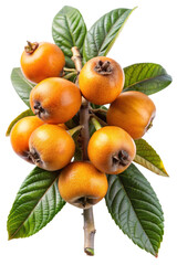 Close up of ripe loquats on a branch against a white background