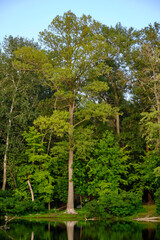 beautiful pond in the park