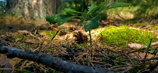 tree in the forest