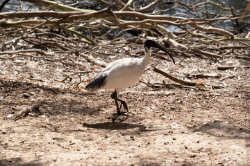 this is a side view of a white ibis