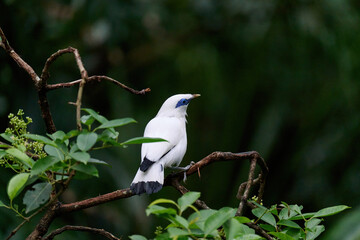 Bali Myna (Leucopsar rothschildi) perched on wooden rail with blurred green background in Hong Kong.