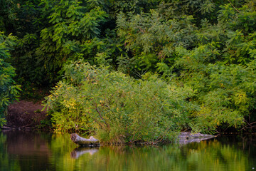 beautiful pond in the park
