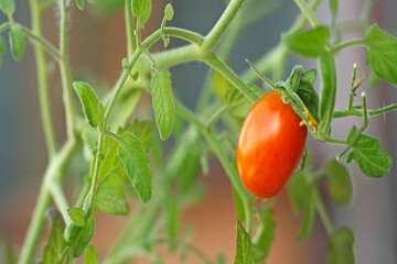 Close-up of ripe red tomato (likely variety Juliet or similar cherry plum hybrid) growing on a plant near the house. Natural organic gardening of plum-shaped tomatoes