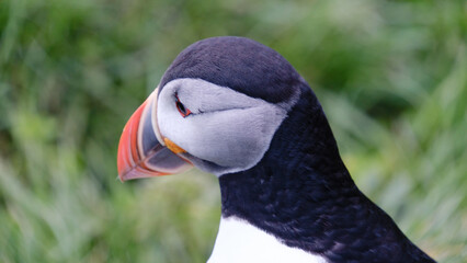 Majestic puffin in the lush landscapes of Iceland during a sunny day