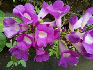 Violet trumpet vine is an evergreen woody perennial vine, with trumpet-shaped flowers in mauve, lavender, or purplish blue that fade to pale pink, and a white to yellow throat with dark purple stripes