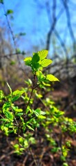 green leaves in the forest