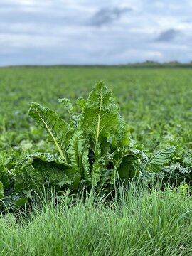 Nahaufnahme einer dominanten Zuckerr&uuml;benpflanze, die aus einem weiten Feld von Zuckerr&uuml;ben unter einem bew&ouml;lkten Himmel herausragt, mit Fokus auf die gr&uuml;nen, strukturierten Bl&auml;tter und das Gras