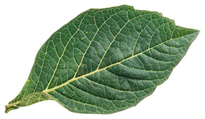 Obraz premium Detailed green leaf illustration