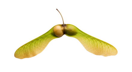 Maple Seed Samaras Closeup