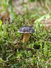 Kleiner Pilz im Moos