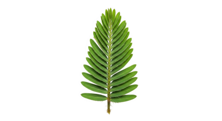 Sensitive Plant Leaf Vibrant Closeup