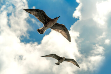 Two young herring gulls flying among white clouds in backlight