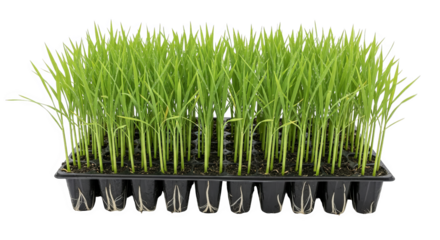 Rice Seedlings In Seed Tray Agriculture