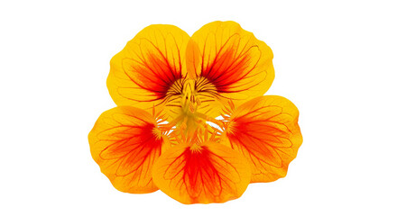 Vibrant Nasturtium Flower Closeup