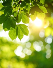 Sunlit green leaves and bokeh background