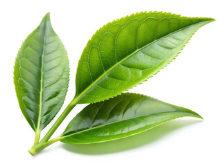 Fototapeta premium Three fresh green tea leaves isolated on transparent background