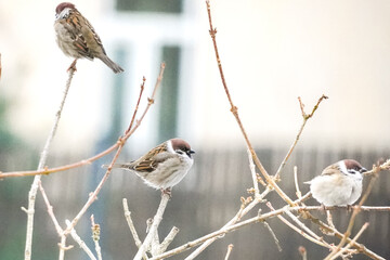 Three grey house sparrow (Passer domesticus) birds sitting on branches and enjoying a cold winter morning