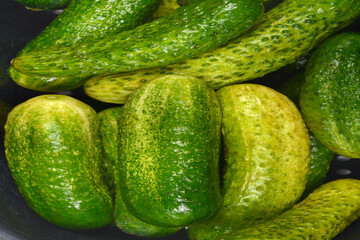 A close-up shot shows a pile of fresh, wet pickling cucumbers, ready for processing