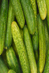 A close-up shot shows a pile of fresh, wet pickling cucumbers, ready for processing