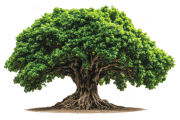 Large tree with thick trunk and abundant green leaves stands prominently against transparency background, symbolizing strength and vitality. This majestic tree evokes sense of peace and connection