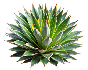 Fototapeta premium Agave plant isolated on transparent background