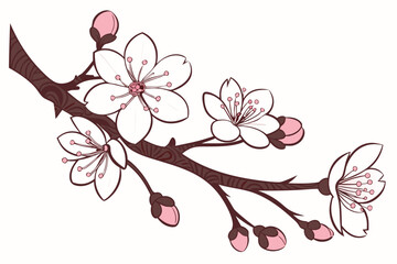 Vector art of a delicate cherry blossom branch with pink buds and white petals evokes the beauty of springtime flora