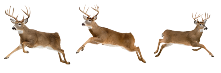 Set of three graceful deer leaping in mid air with large antlers and brown fur, isolated on transparent background