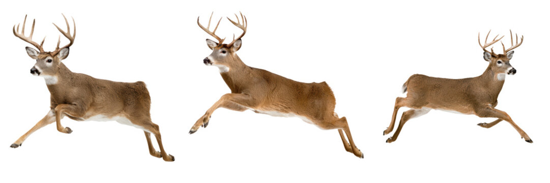 Set of three graceful deer leaping in mid air with large antlers and brown fur, isolated on transparent background - Powered by Adobe