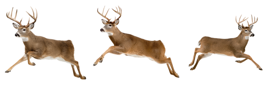 Set of three graceful deer leaping in mid air with large antlers and brown fur, isolated on transparent background