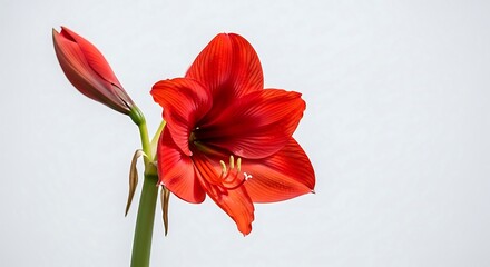 Elegant close up of a red Amaryllis flower blossoming against a soft white backdrop creating a