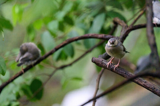Japanese Tit (Parus minor) perched on a branch amid lush green foliage in Hong Kong. Small songbird with black cap and white cheeks in natural subtropical habitat.