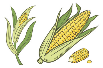 Illustration of fresh corn on the cob with green leaves a nutritious and delicious vegetable for cooking