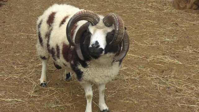 Four-horned Jacobi sheep chewing cud, medium shot.