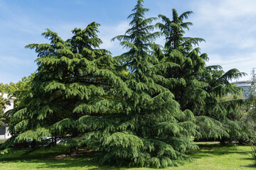 Lush, expansive Himalayan Cedar, Cedrus Deodara (Deodar Cedar, Himalayan Cedar)  with dense green...