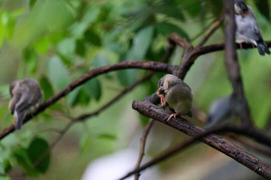 Japanese Tit (Parus minor) perched on a branch amid lush green foliage in Hong Kong. Small songbird with black cap and white cheeks in natural subtropical habitat.