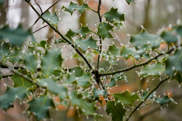 Frozen European holly (Ilex aquifolium) foliage with glossy spiky leaves on a cold winter day